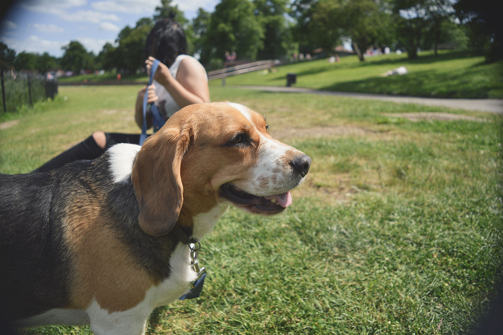 Why You Should Walk Your Dog More