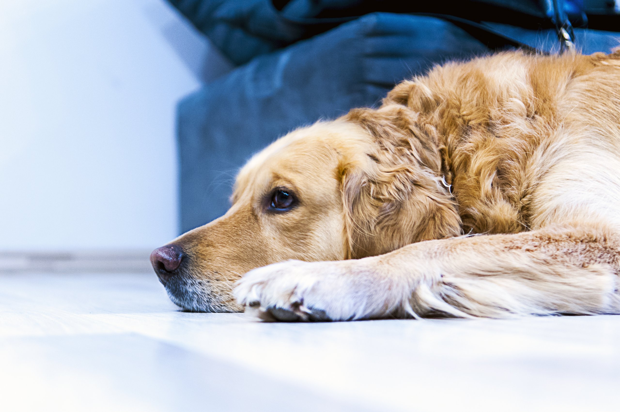 How To Keep Your Pet Occupied While You’re At Work