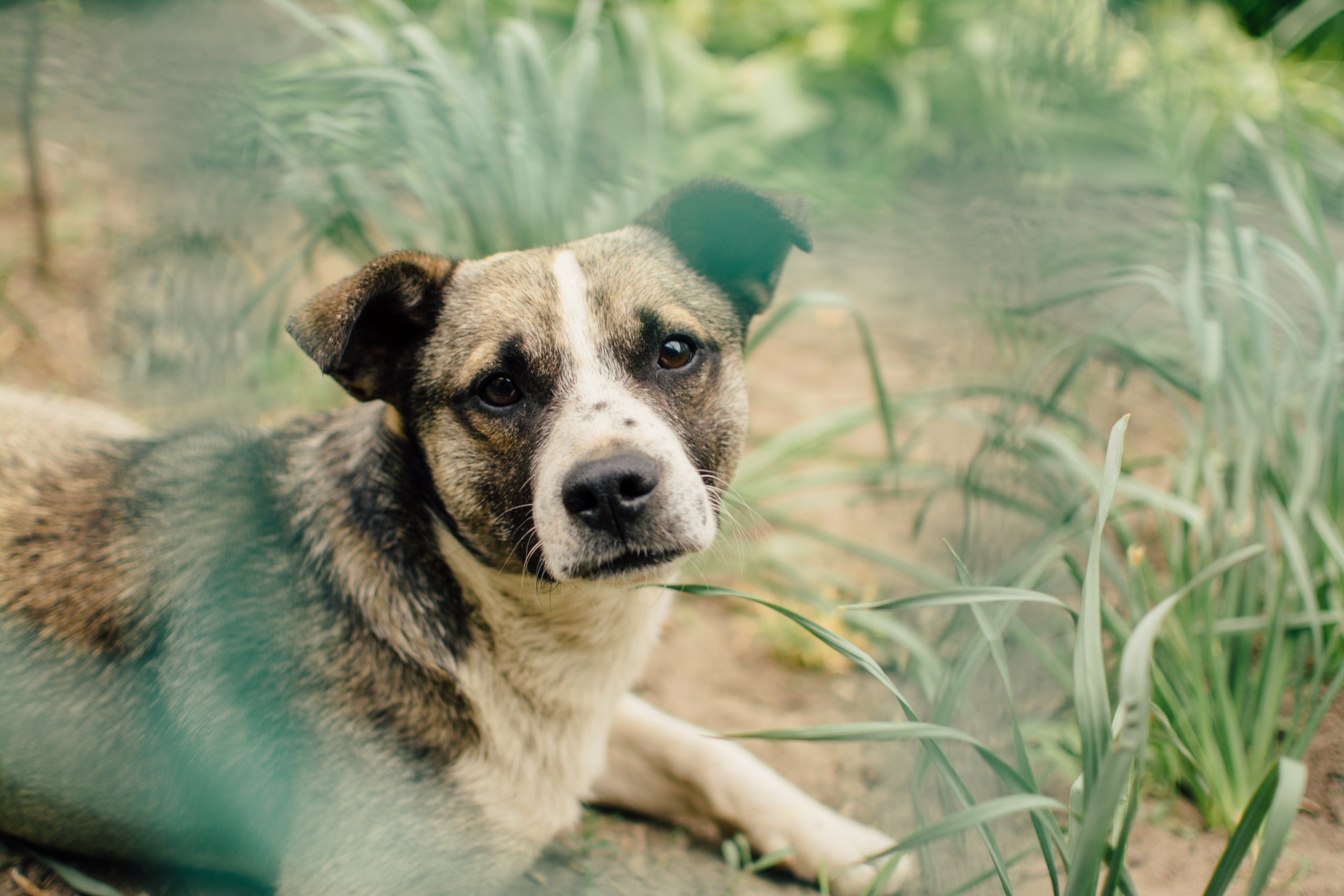 what does it mean when a dog is sweating