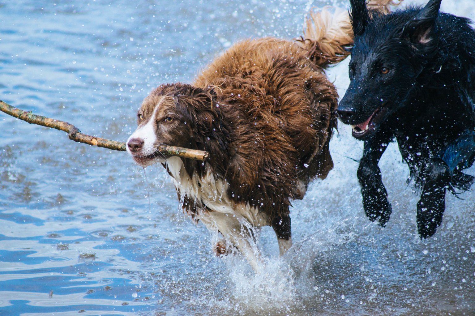 Fun Activities for You and Your Dog To Do Together The Shot Spot