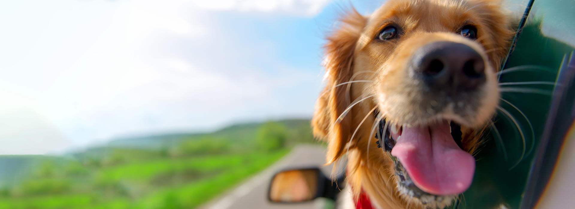 Mobile Veterinarian in Dallas, Allen, McKinney, Plano & Frisco Shot Spot