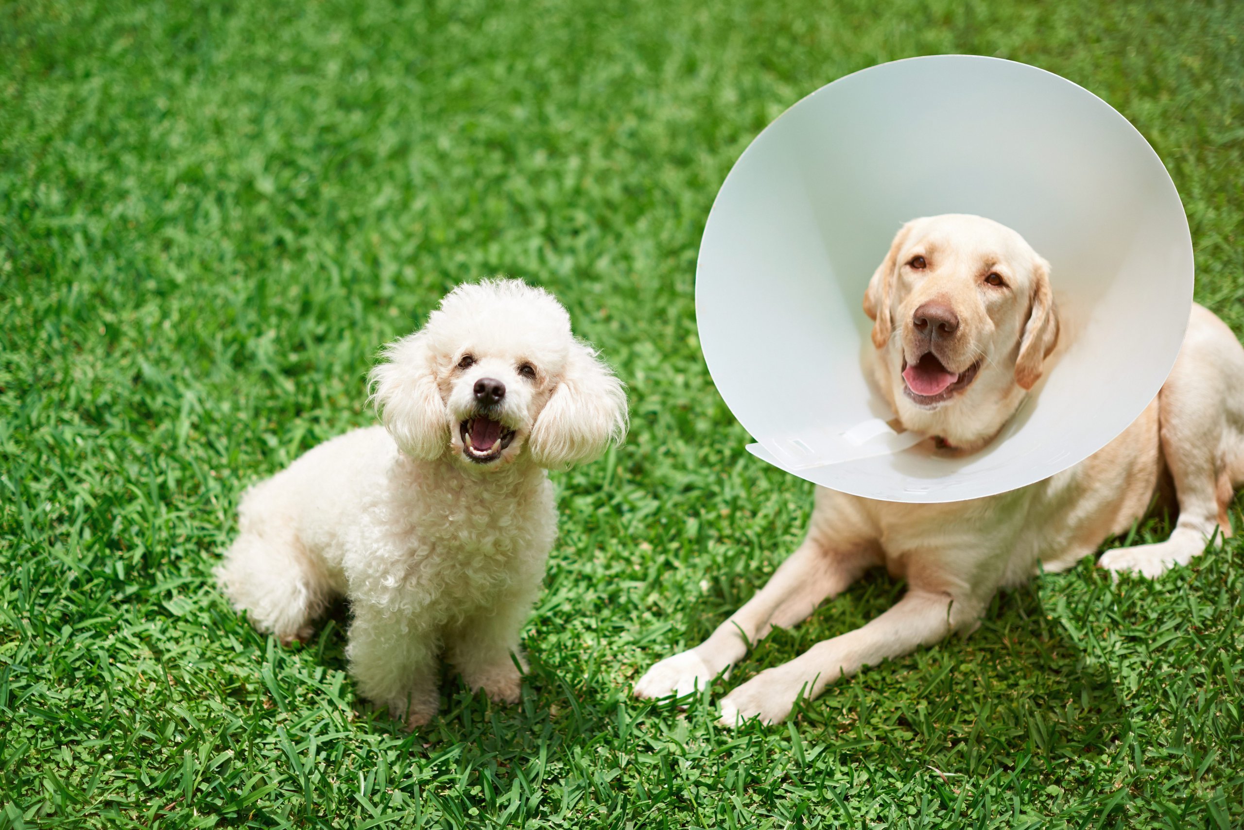 5 Tips For A Healthy Dog
