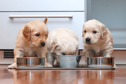 Puppy gulping hot sale food