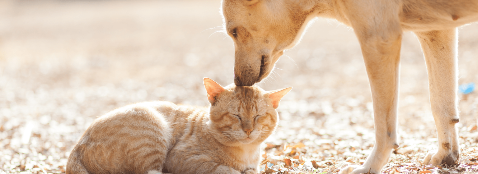 How Do I Help My Dog With Stress and Anxiety? The Shot Spot Dallas