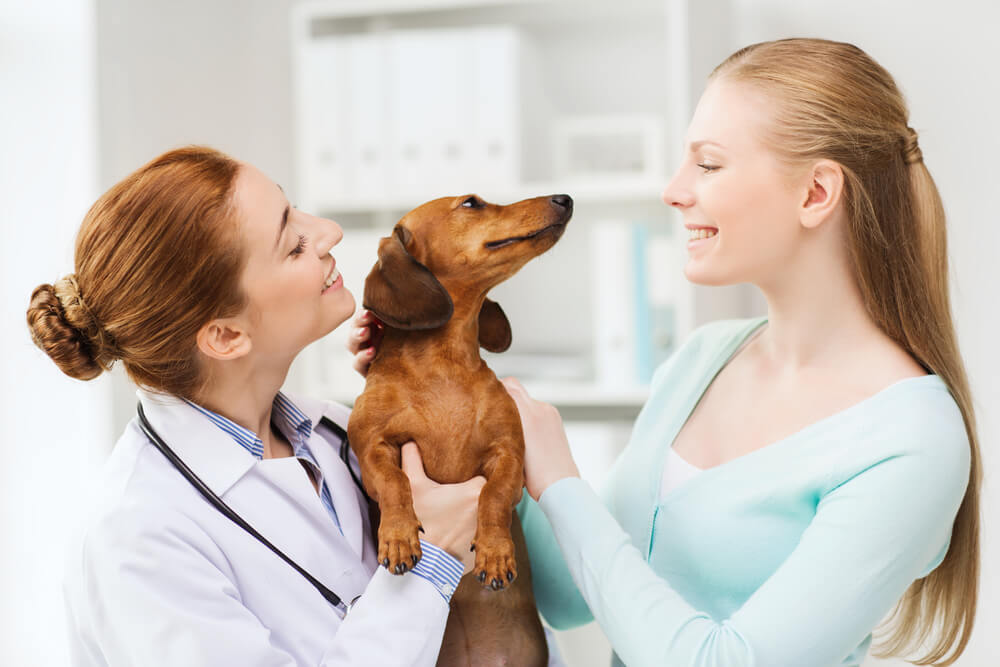 Dog's First vet Visit